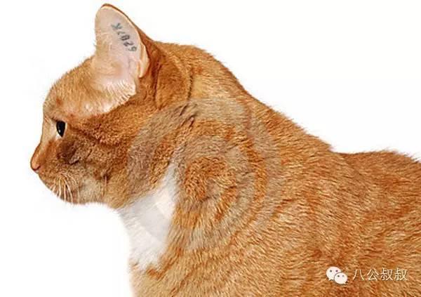 流浪猫的耳朵缺个角是被虐待了吗?(图5)