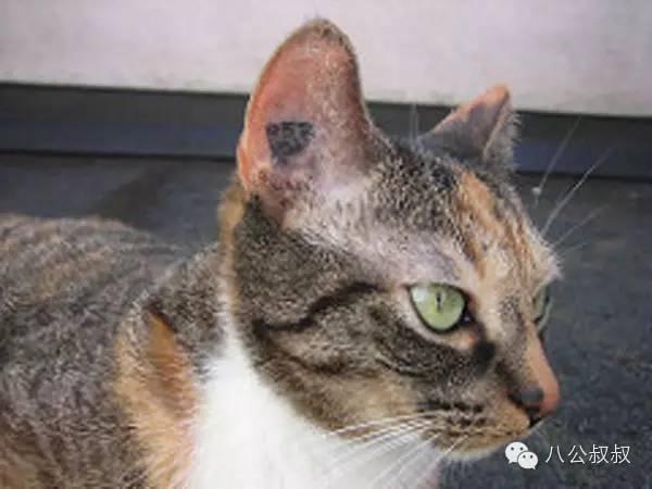 流浪猫的耳朵缺个角是被虐待了吗?(图6)