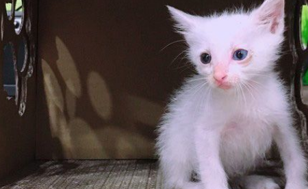 白猫遭遗弃掉进水沟 幸得社工暖心相救并抚养长大(图1)