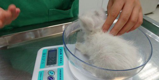 白猫遭遗弃掉进水沟 幸得社工暖心相救并抚养长大(图2)