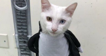 白猫遭遗弃掉进水沟 幸得社工暖心相救并抚养长大(图4)