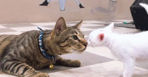 白猫遭遗弃掉进水沟 幸得社工暖心相救并抚养长大(图3)