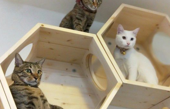 白猫遭遗弃掉进水沟 幸得社工暖心相救并抚养长大(图5)