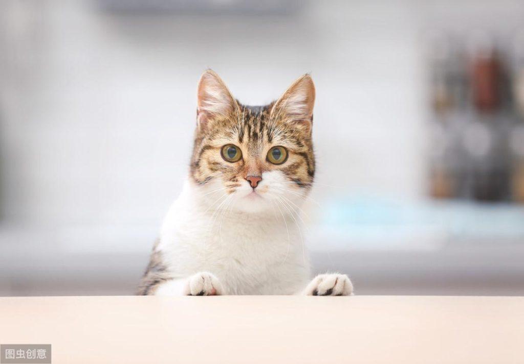 猫咪身上常见的寄生虫有哪些？已经感染寄生虫的猫咪如何治疗？(图3)