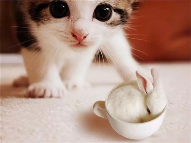 猫咪身上常见的寄生虫有哪些？已经感染寄生虫的猫咪如何治疗？(图6)