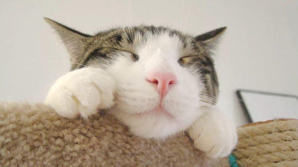 猫咪身上常见的寄生虫有哪些?已经感染寄生虫的猫咪如何治疗?(图9)