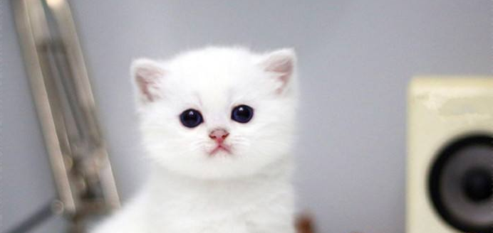 狗狗掉毛程度 | “我家狗/猫掉毛太多怎么办!”先别急,你知道掉多少毛算多吗?(图1)