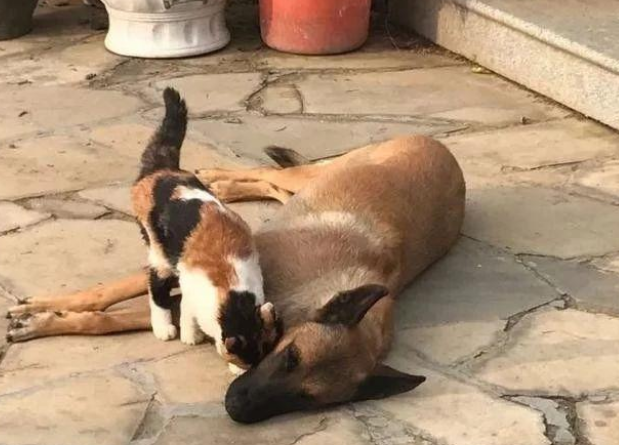 退休工作犬遭遗弃孤独等死，一只三花猫的出现改变了一切！(图3)