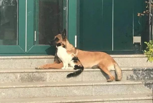 退休工作犬遭遗弃孤独等死，一只三花猫的出现改变了一切！(图2)