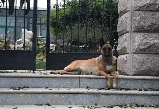 退休工作犬遭遗弃孤独等死，一只三花猫的出现改变了一切！(图1)