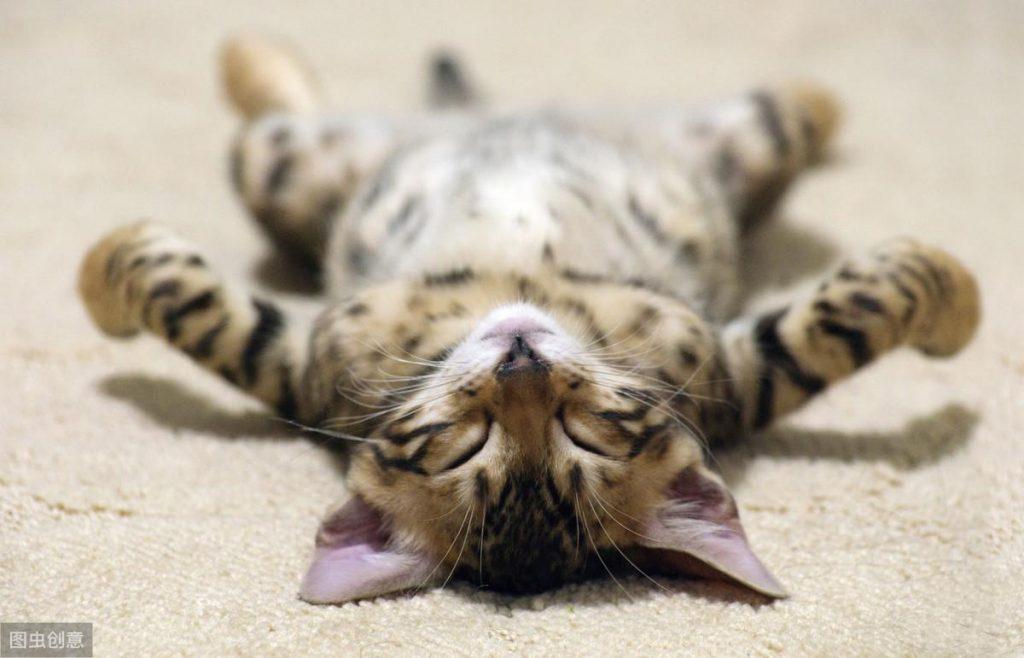 猫咪绝育手术呼吸麻醉与注射麻醉的区别你知道吗？(图1)