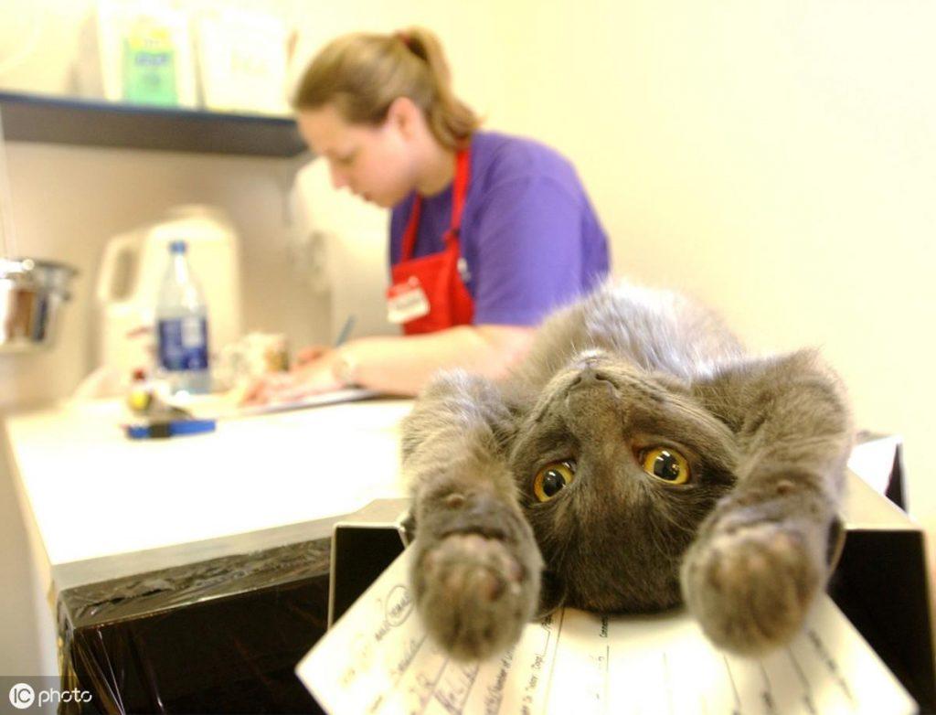 猫咪绝育手术呼吸麻醉与注射麻醉的区别你知道吗？(图3)