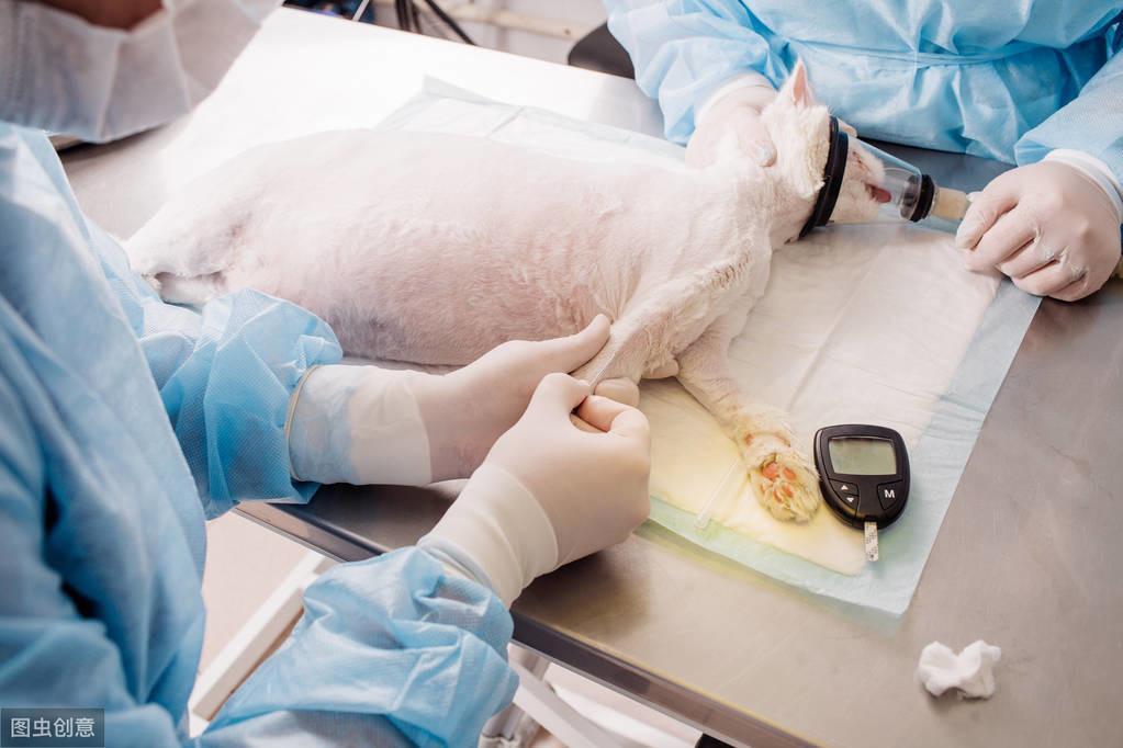 猫咪绝育手术呼吸麻醉与注射麻醉的区别你知道吗？(图4)