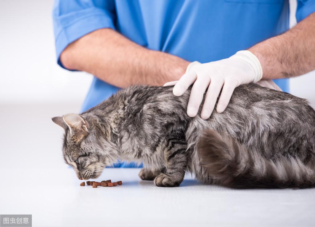 猫咪绝育手术呼吸麻醉与注射麻醉的区别你知道吗？(图5)