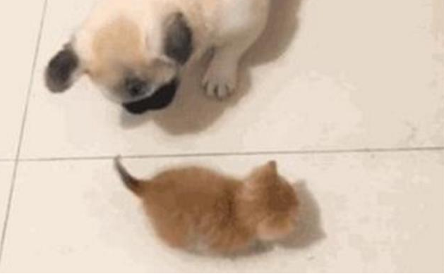 亲人都挺宠溺小橘猫,却让家中的狗狗发脾气,这货一逮着机遇就欺压它(图4)