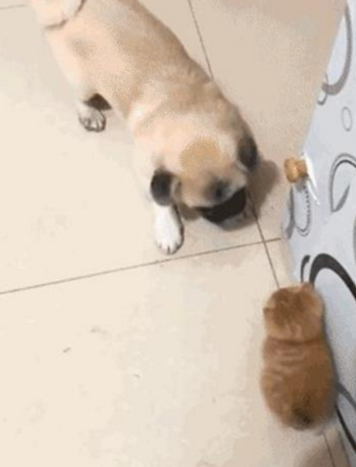 亲人都挺宠溺小橘猫,却让家中的狗狗发脾气,这货一逮着机遇就欺压它(图2)
