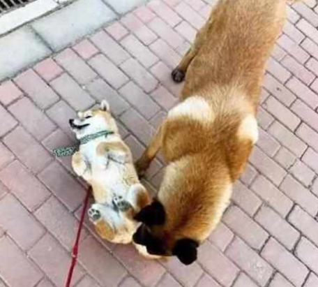 柴犬碰到凶狠狗狗,竟立刻躺地装“遗体”,猫奴:丢尽狗脸(图1)