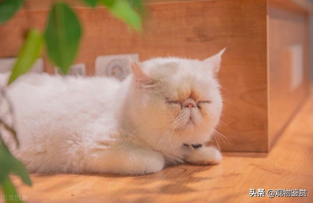 加菲猫是什么品种？这个品种就是人见人爱(图1)