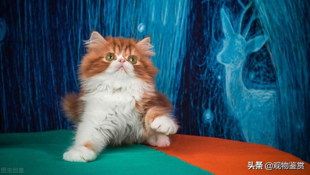 加菲猫是什么品种？这个品种就是人见人爱(图3)