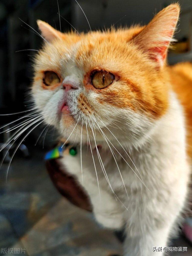 加菲猫是什么品种？这个品种就是人见人爱(图2)