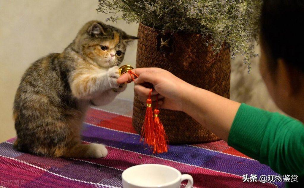 加菲猫是什么品种？这个品种就是人见人爱(图4)