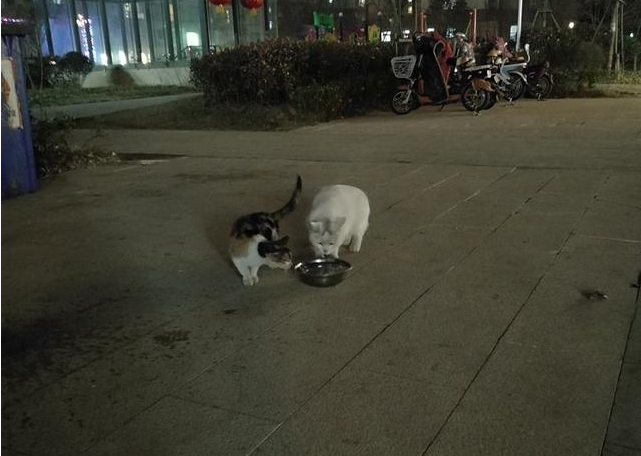 如何救助流浪猫?不正确的救助会害了她们!(图1)