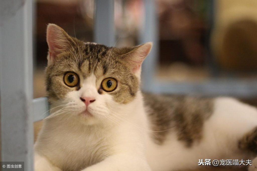 猫咪肾衰竭的原因，预防猫咪肾衰竭分享(图1)