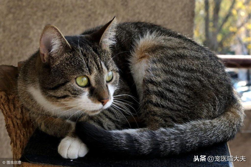 猫咪肾衰竭的原因，预防猫咪肾衰竭分享(图4)