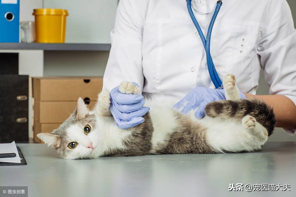 猫咪肾衰竭的原因，预防猫咪肾衰竭分享(图6)