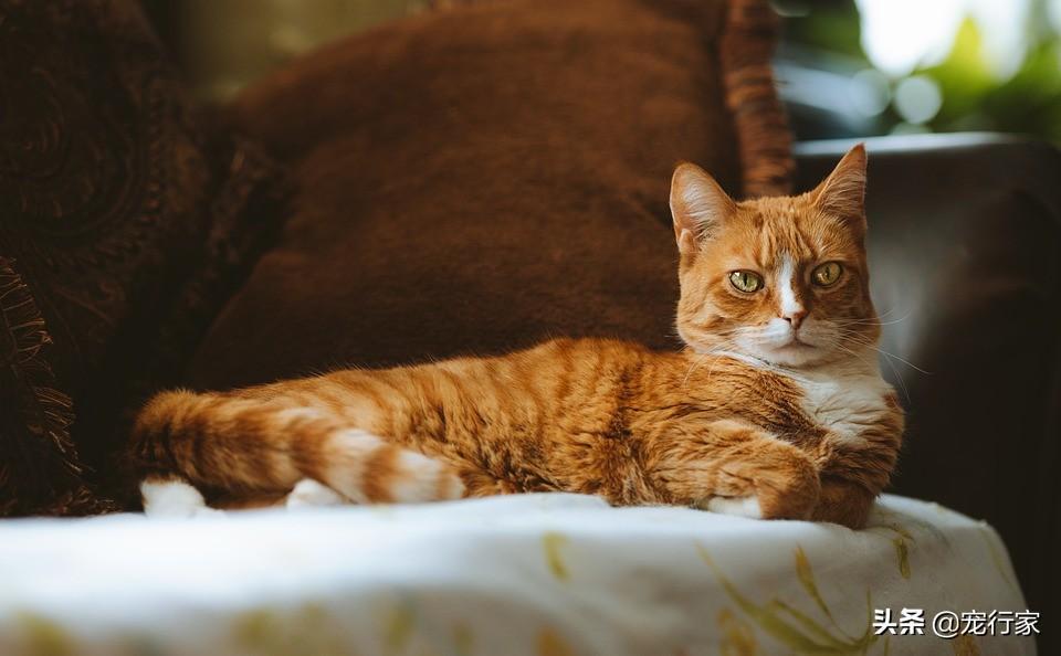 哪种猫砂更适合猫?铲屎官使用起来更顺手?选择猫砂需要关注五点(图1)