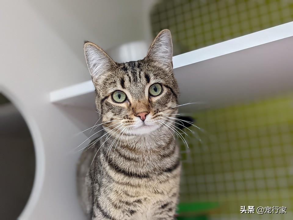 哪种猫砂更适合猫?铲屎官使用起来更顺手?选择猫砂需要关注五点(图3)