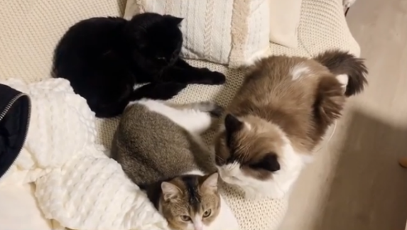 养了一公一母2只猫，公猫被绝育后，母猫依然怀孕了，咋回事？(图1)