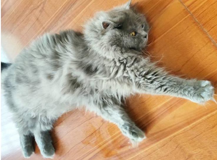 90后女生爱撸猫，却因此差点眼盲！医生：是宠物猫的原因(图1)