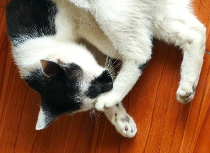 90后女生爱撸猫，却因此差点眼盲！医生：是宠物猫的原因(图2)