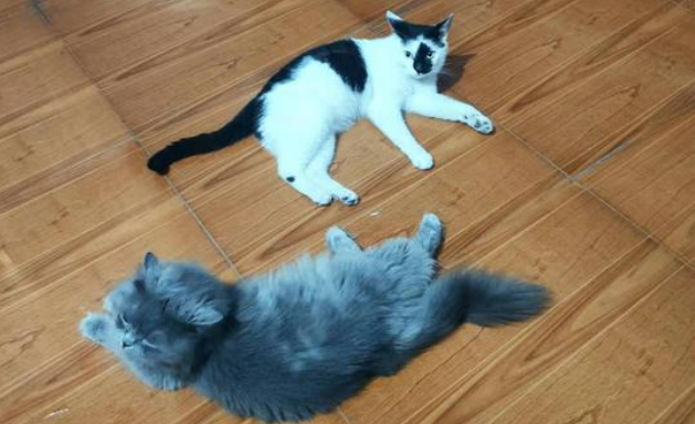 90后女生爱撸猫，却因此差点眼盲！医生：是宠物猫的原因(图3)