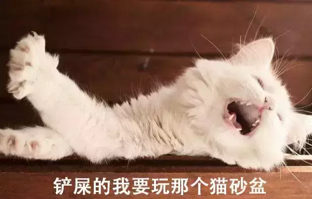 猫为什么会喜欢滚猫砂盆呢？你家猫猫有什么小怪癖(图1)