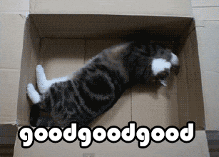 猫为什么会喜欢滚猫砂盆呢？你家猫猫有什么小怪癖(图5)