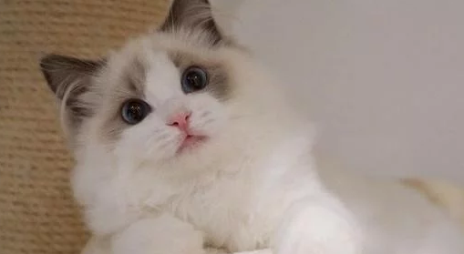 女孩买了只布偶猫，一开始妈妈很反对，后来却成了猫奴(图1)