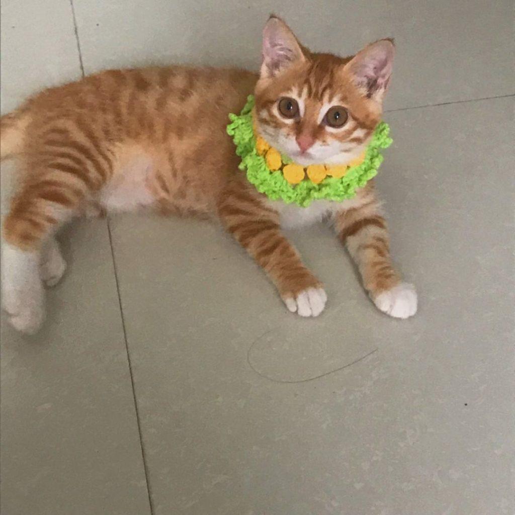 给猫猫带项圈是好看还是危害？带项圈不利于猫咪的生长(图4)