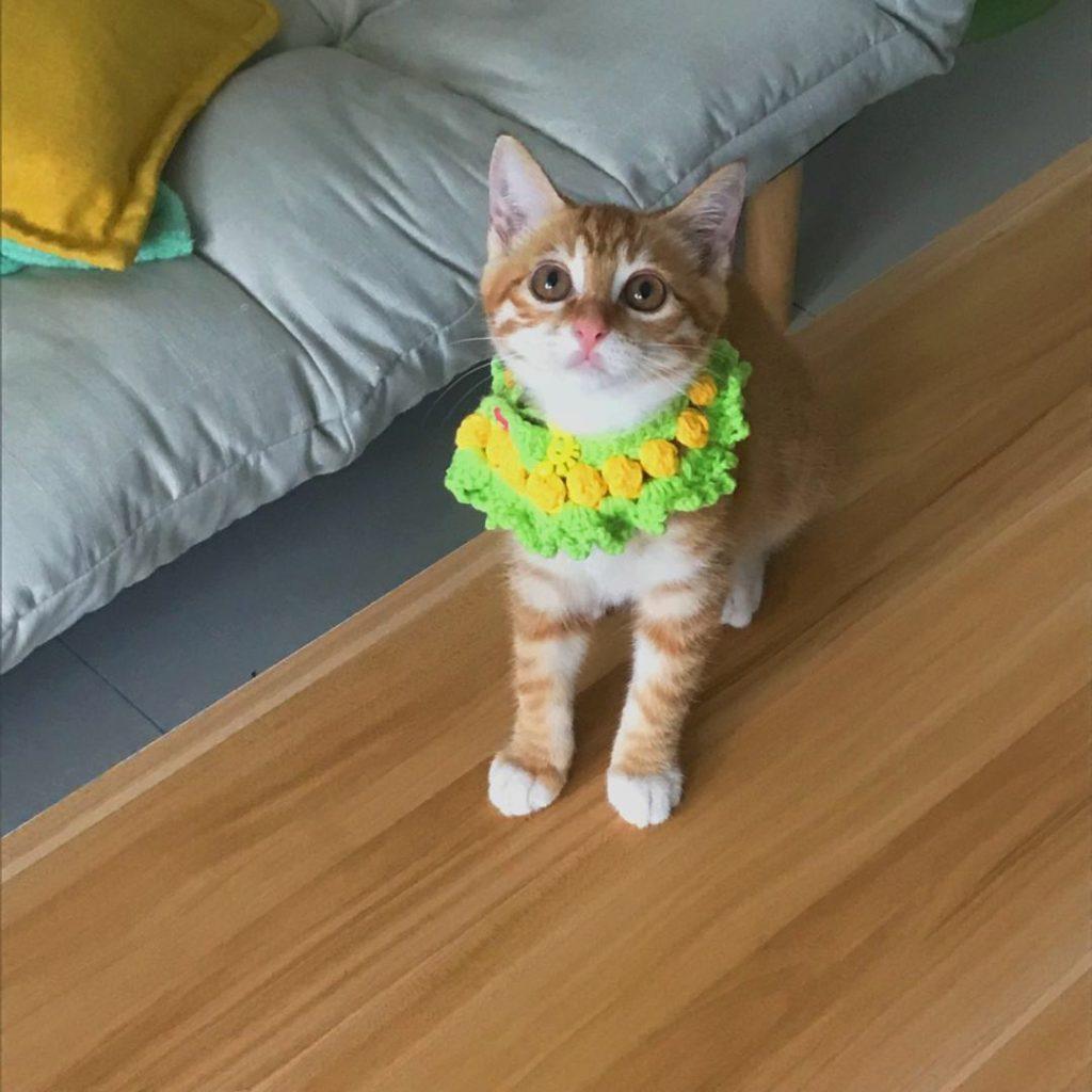 给猫猫带项圈是好看还是危害？带项圈不利于猫咪的生长(图2)