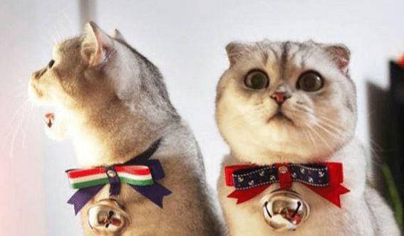 给猫猫带项圈是好看还是危害？带项圈不利于猫咪的生长(图3)