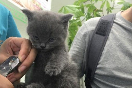 小蓝猫被架着剪指甲 小猫咪怒瞪主人(图2)