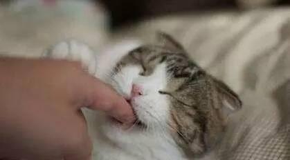 你知道猫咪的舌头的5大用处吗?你知道猫咪的舌头有刺吗?(图4)