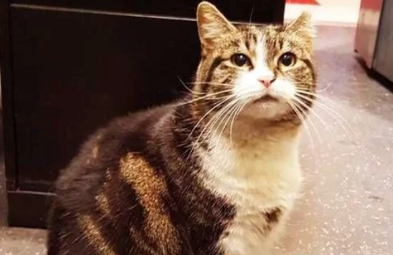 流浪猫为避寒竟误闯警局，但它的1个举动，竟让众多警员感动落泪(图1)