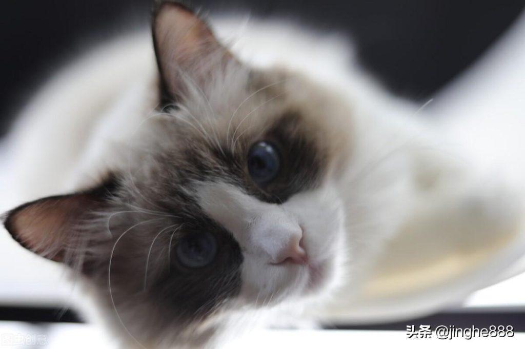 猫的寿命有多长？猫咪长寿的关键(图1)