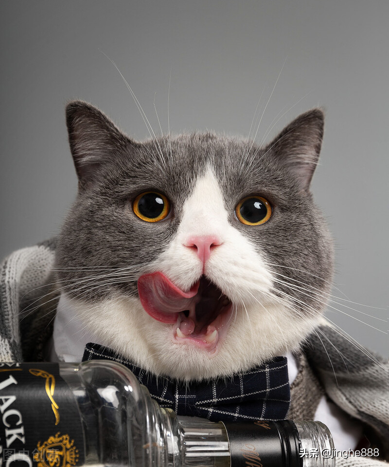 猫的寿命有多长？猫咪长寿的关键(图3)