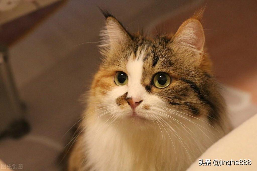 猫的寿命有多长？猫咪长寿的关键(图4)