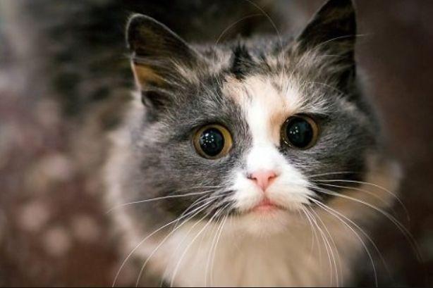 猫咪年龄怎么看？快速判断猫咪的年龄的方法(图6)