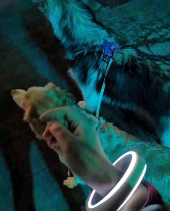 一亿猫狗迈入“智能时代”(图1)