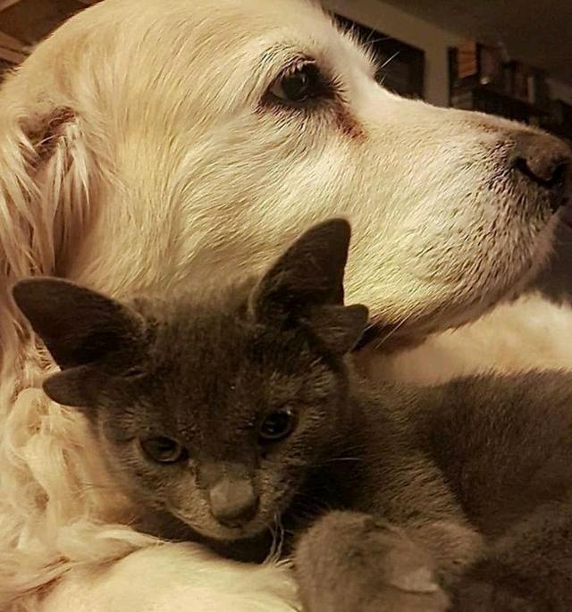 蓝猫因天生“四耳”遭弃,女子觉得它可爱收养,却意外收获网红猫(图2)